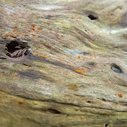 Landschaft im Holz