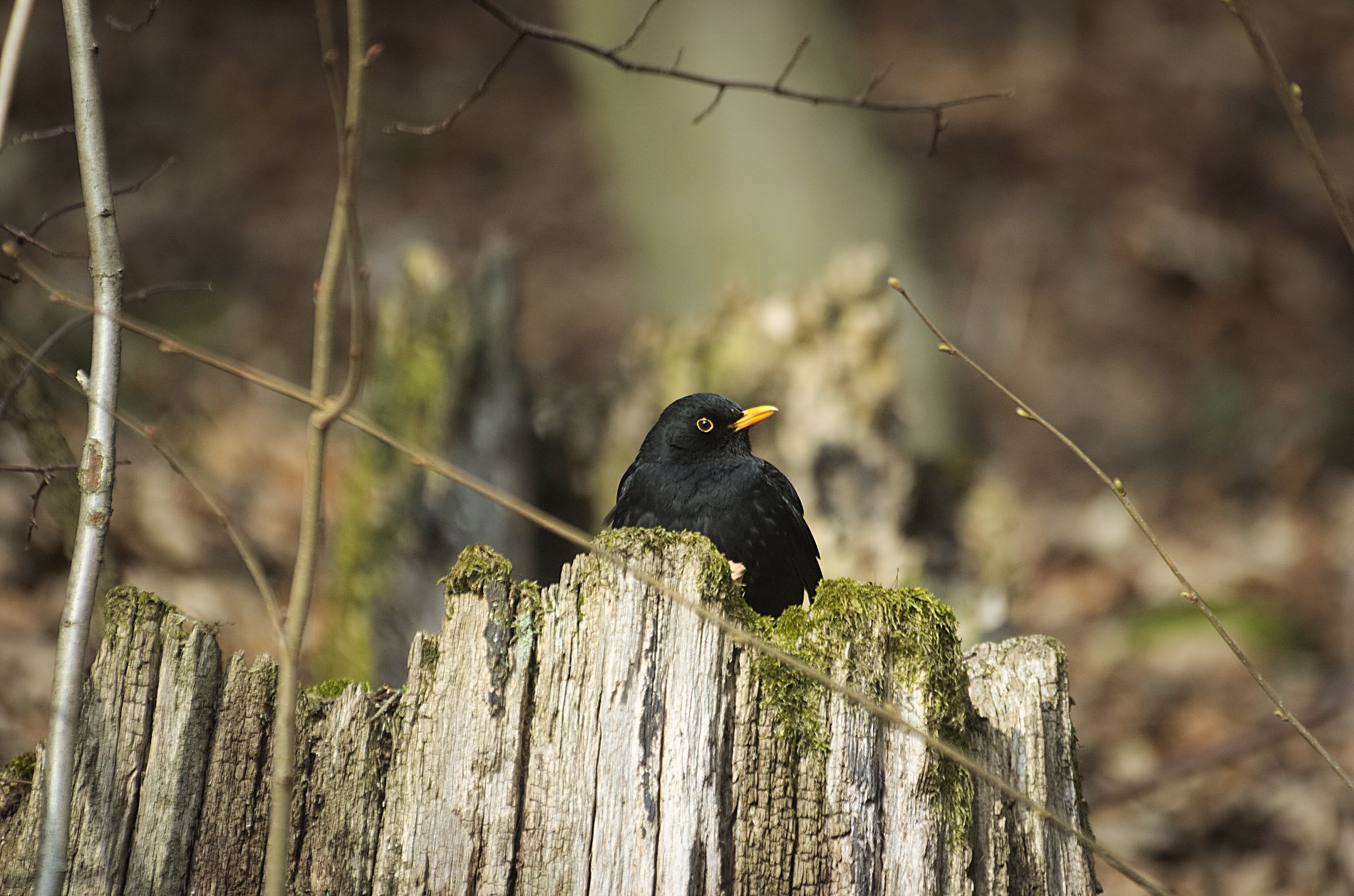 Blühen im Winter Die gelegentliche Dosis Wald und See