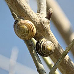 Zwei gestreifte Bänderschnecken am Baum