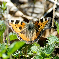 Kleiner Fuchs (Schmetterling) im Gras