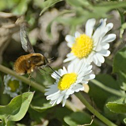 Wollschweber auf Margerite