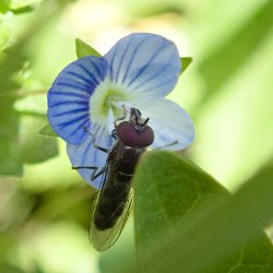 Fliege auf Blüte