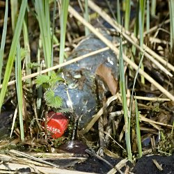 PET-Flasche im Schilf