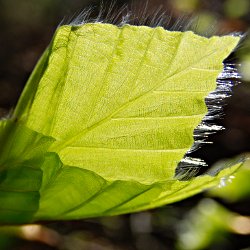 Blatt im Gegenlicht