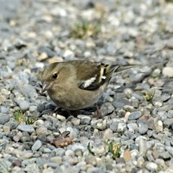 Buchfink Weibchen auf Kiesweg