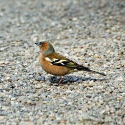 Buchfink Männchen auf Kiesweg