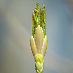 spriessendes Blatt in Knospe