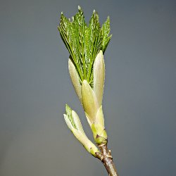 spriessendes Blatt in Knospe