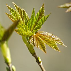 halb geöffnetes frisches Blatt