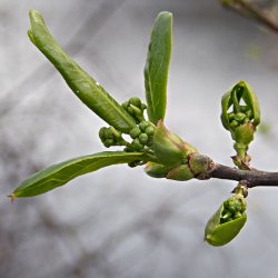 Liguster Knospen und junge Blätter