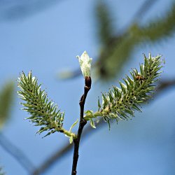 Weide Kätzchen und Blüte