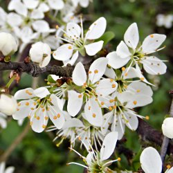 Blüten Schlehe