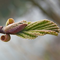 Knospe und junges Blatt Erle