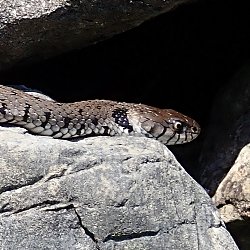 Ringelnatter auf den Steinen