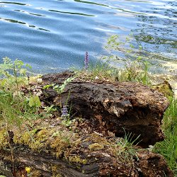 Verrotender Baumstamm am Ufer