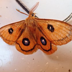 Nagelfleck (Schmetterling) im Boot