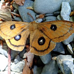 Nagelfleck an Land auf Steinen