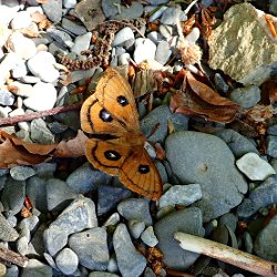 Nagelfleck an Land auf Steinen