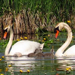 Schwanenfamilie mit 4 Jungen