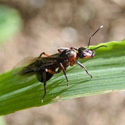 Waldameise mit Flügeln