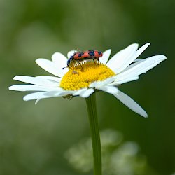 Roter Käfer auf Margerite