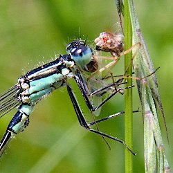 Libelle am Fressen