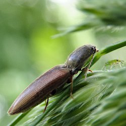 brauner Käfer jagt Blattlaus