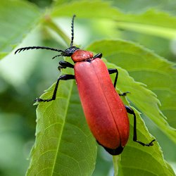 roter Käfer