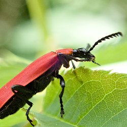 roter Käfer