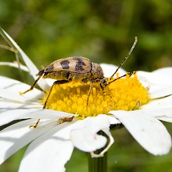 brauner Käfer auf Margerite