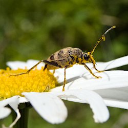 brauner Käfer voller Blütenstaub