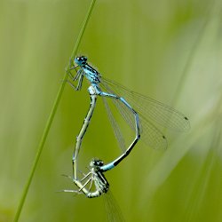 Libellen bei der Paarung