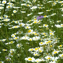 Viele Margeriten in der Wiese