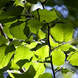 sonnenbeschienenes Blätterdach (Hasel)