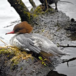 Gänsesäger Weibchen auf Baumstamm