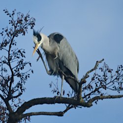 Graureiher kratzt sich am Kopf