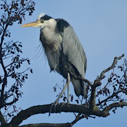 Graureiher auf Erle vor blauem Himmel