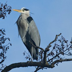 Graureiher auf Erle vor blauem Himmel