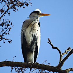 Graureiher auf Erle vor blauem Himmel