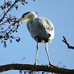 Graureiher auf Erle vor blauem Himmel