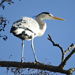 Graureiher auf Erle vor blauem Himmel