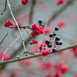 Pfaffenhütchen und dunkelblaue Beeren