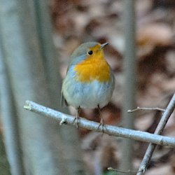 Rotkehlchen auf Ast im Wald