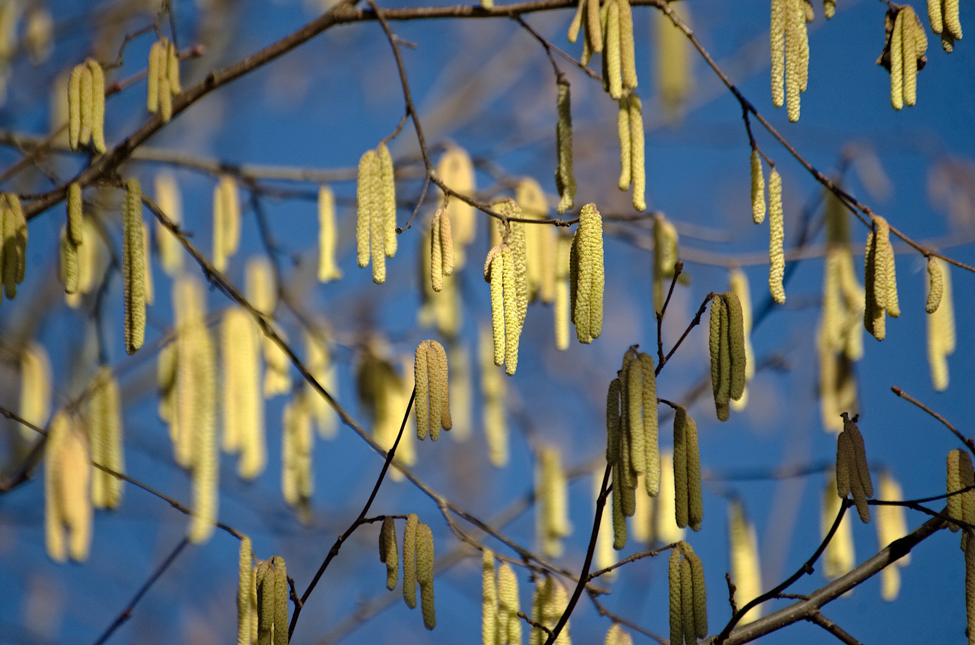 Aus der Winterruhe erwacht Die gelegentliche Dosis Wald