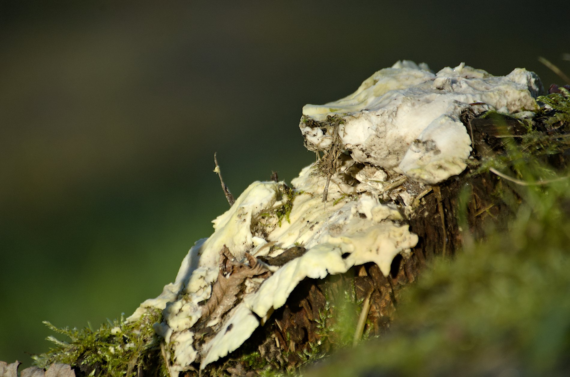 Aus der Winterruhe erwacht Die gelegentliche Dosis Wald