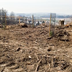 abgeholzter Wald mit Baumschösslingen