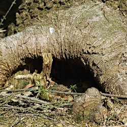 Baumwurzelhöhle