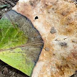 Blatt auf Waldboden