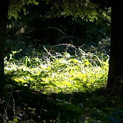 Sonnenstrahlen im Wald