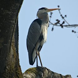 Graureiher auf Baum